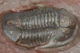 Colorful Proetid Trilobite - Jorf, Morocco #362846-2